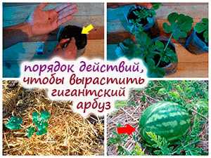 Технологии выращивания арбузов для получения ягод весом 20-35 кг
