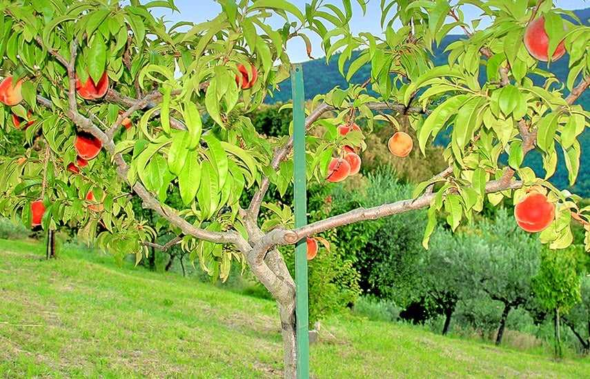Выбор сорта персика для оптимального плодоношения