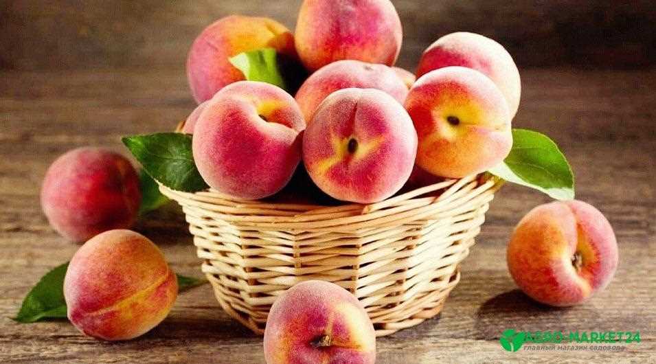 Посадка персика: секреты успешного выращивания и обильного урожая