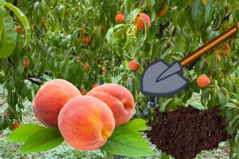 Обрезка персика для стимуляции плодоношения
