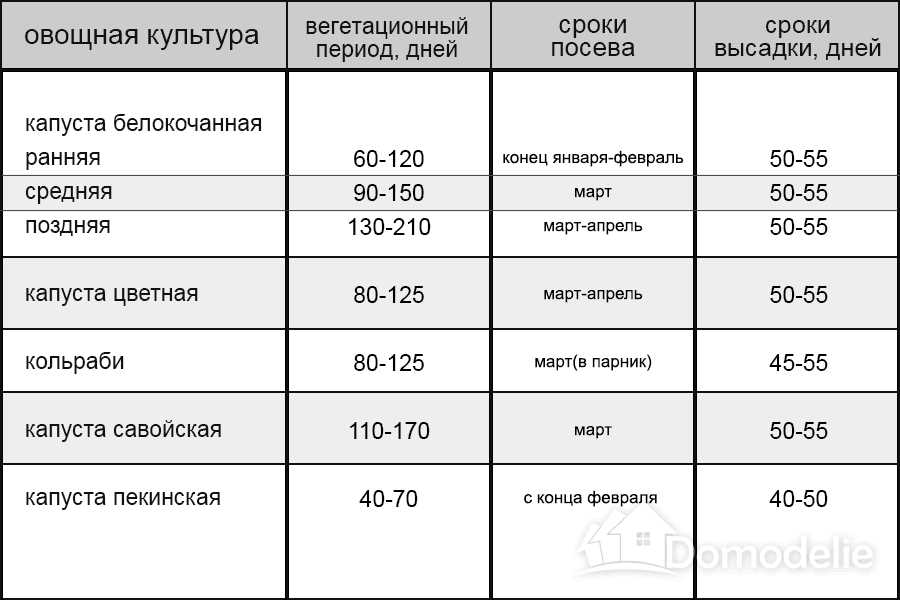 Какой вид семян выбрать?