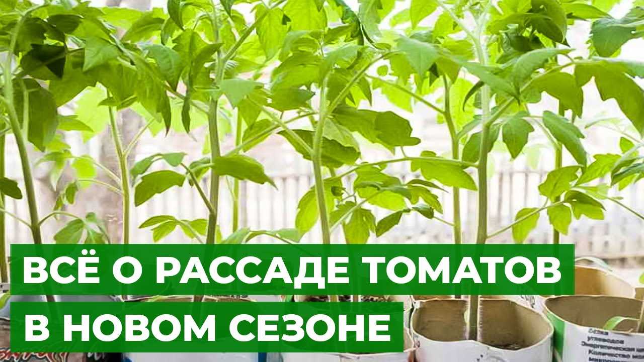 Как правильно рассчитать сроки посева семян, чтобы рассада не переросла, но и не отставала в росте?