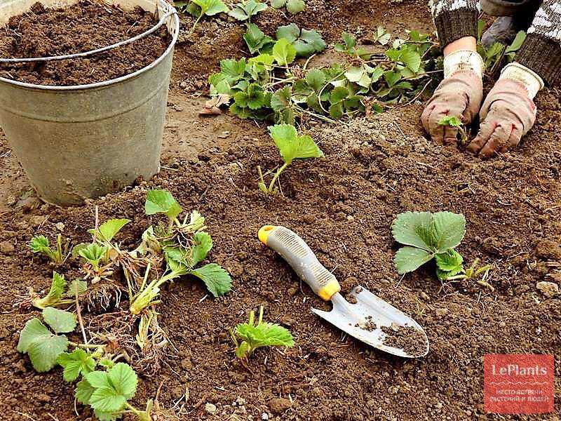 Как правильно сажать клубнику, чтобы не остаться без урожая?