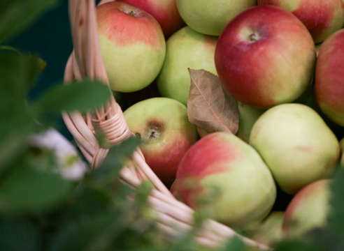 Как собирать яблоки
