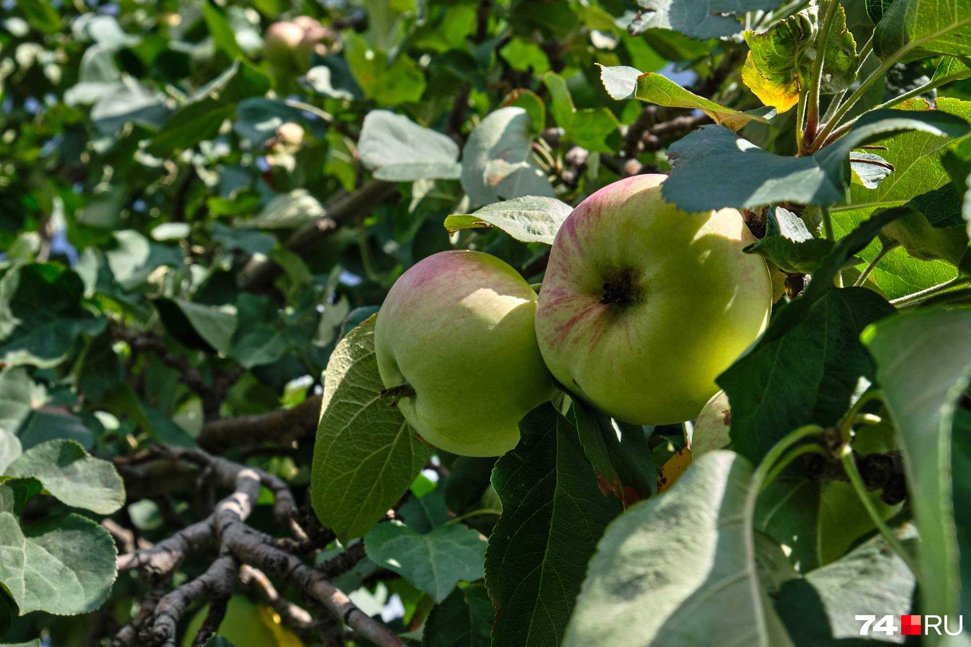Как предотвратить гниение яблок