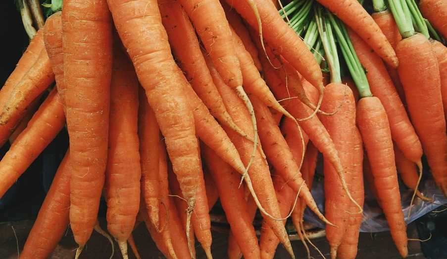 Важность поддержания постоянной температуры при хранении моркови