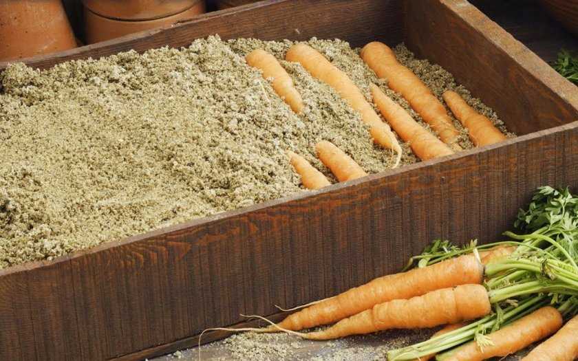 Как выбрать подходящее место для хранения моркови?