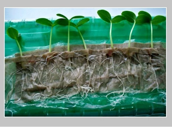 Проращивание овощных семян в торфовых горшочках
