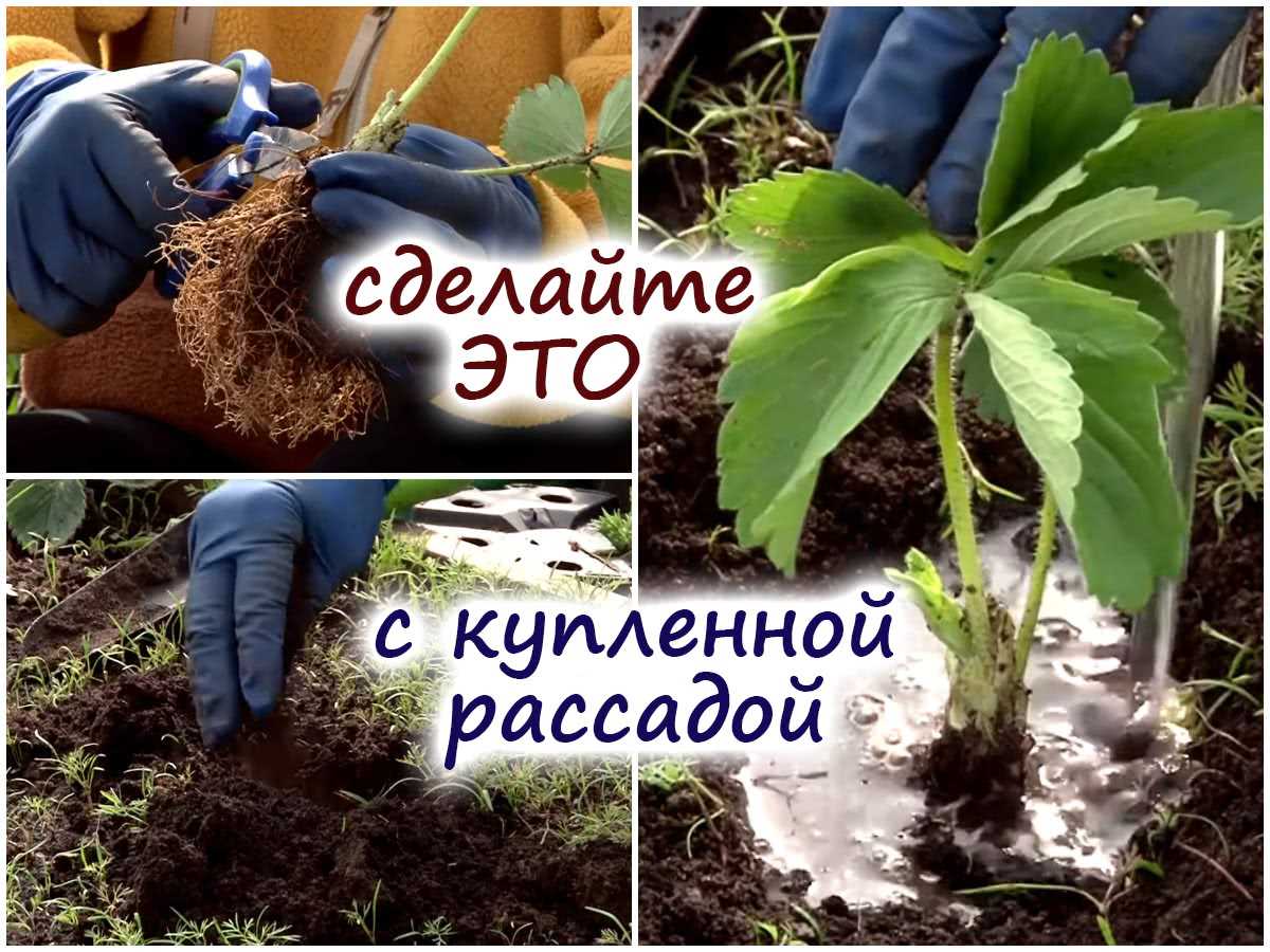 Поливайте рассаду клубники регулярно