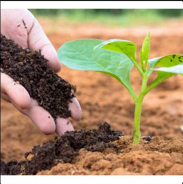  Преимущества компоста для почвы и растений 