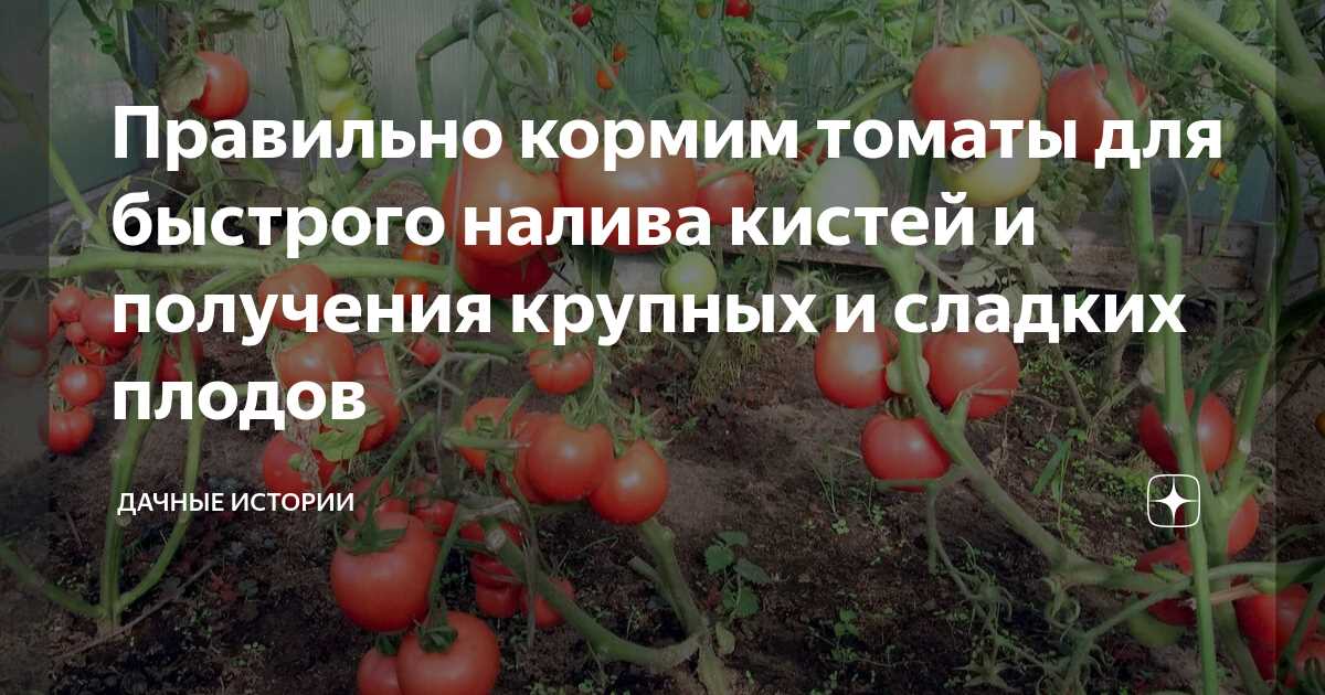 Частота подкормки томатов