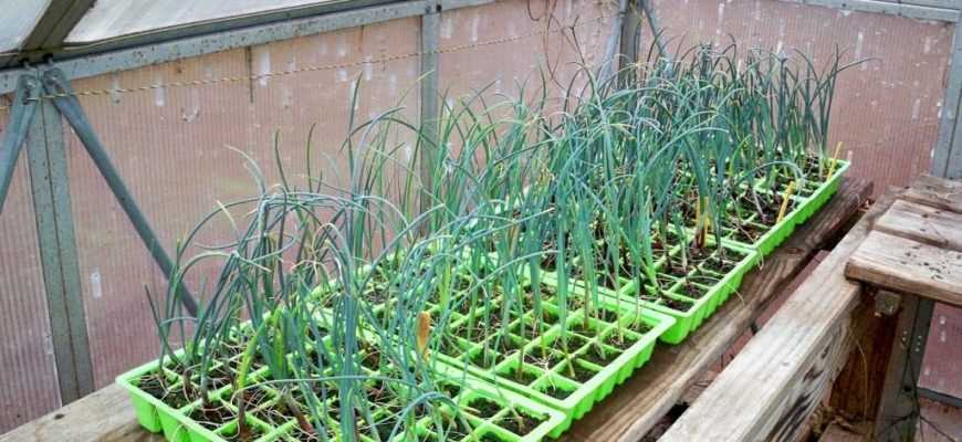 Как и когда правильно высаживать рассаду лука-порея в грунт?