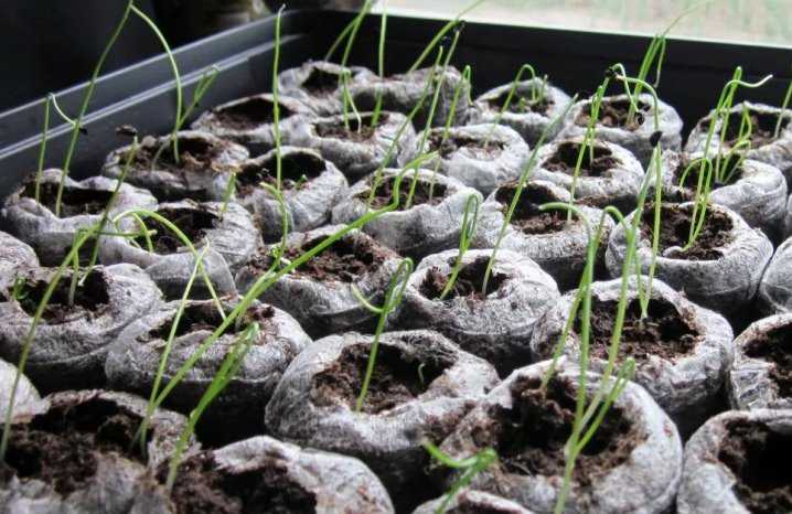 Почему важно избежать посева лука-порея в грунт?