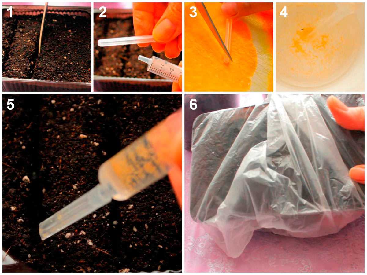 Правильный способ посева семян шприцем