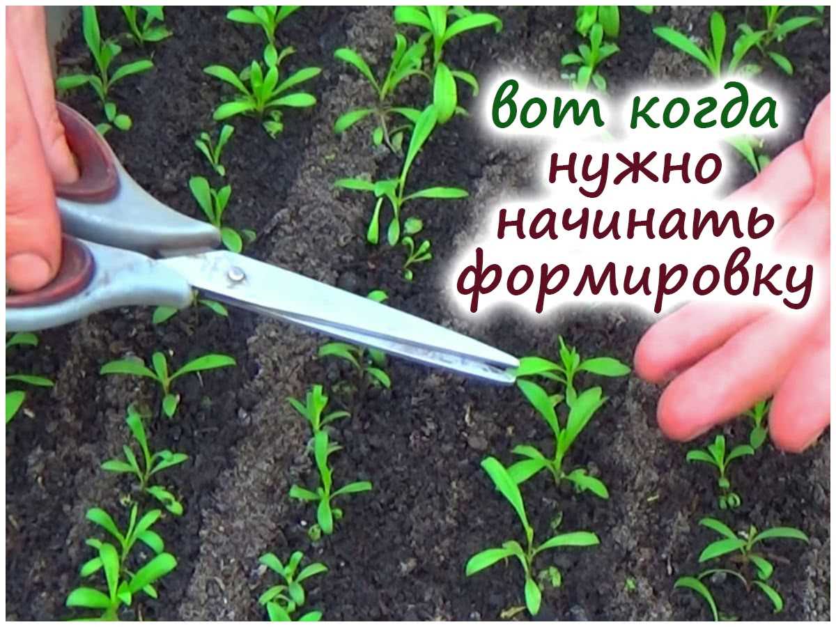 Как сеять на рассаду гвоздику с кипятком: посев и подсыпка