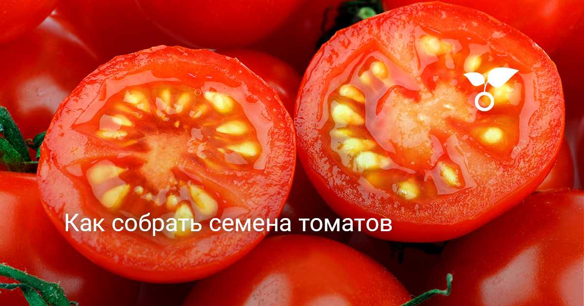 Размещение семян томатов