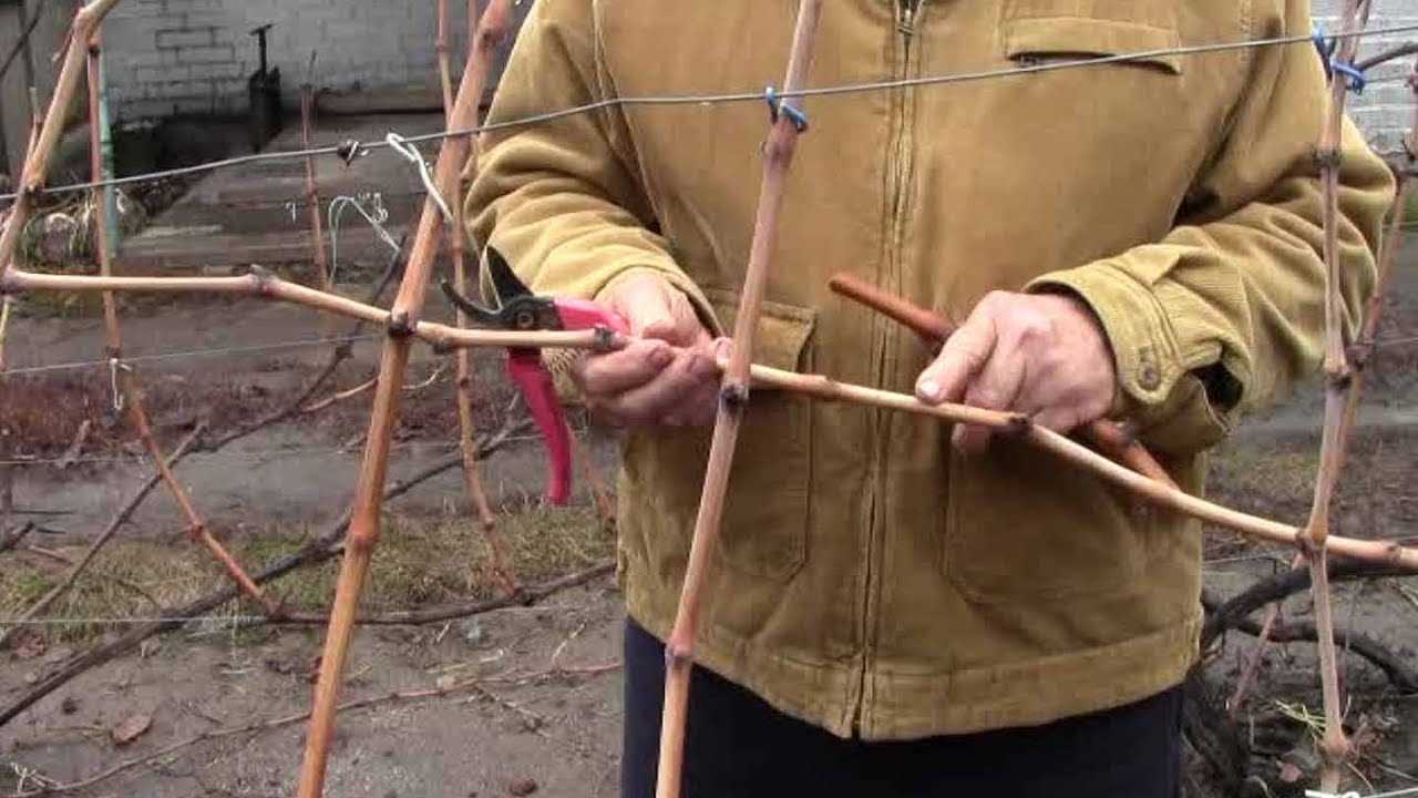 Подготовка черенков винограда к зиме