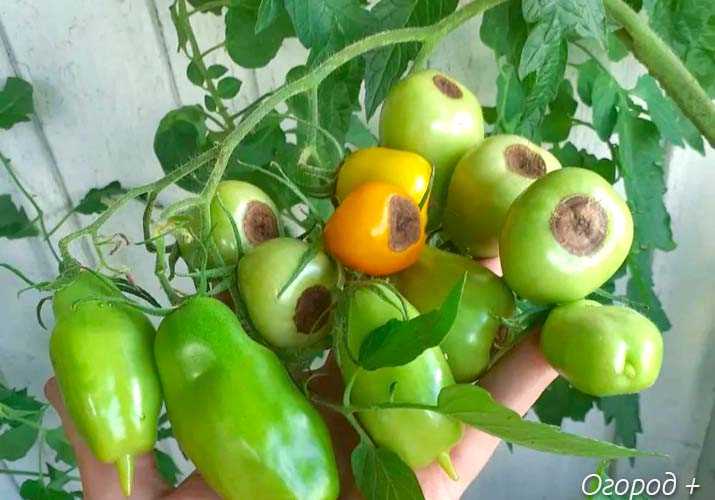 Особенности подкормки томатов в разных климатических условиях