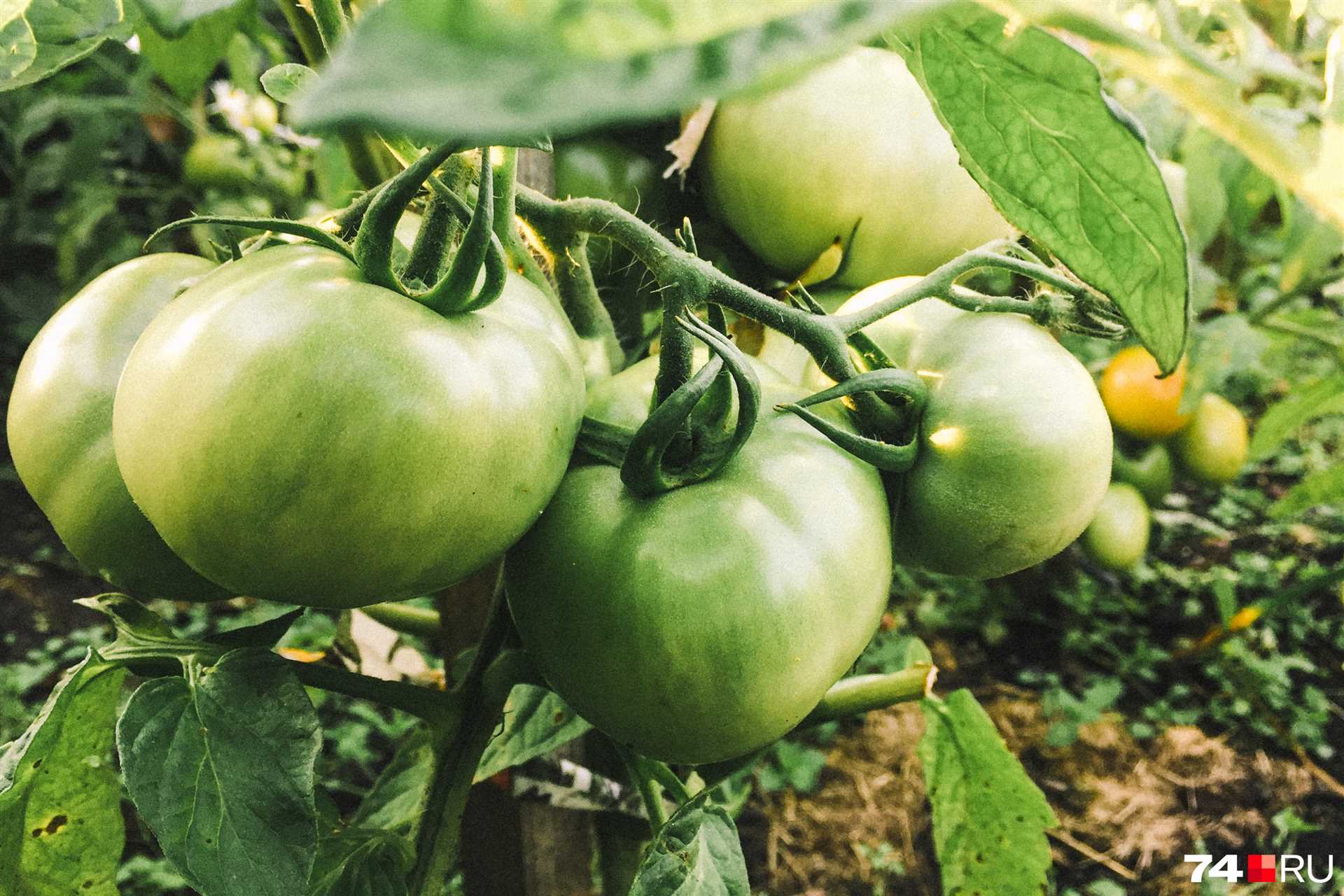 Вершинная гниль томатов: как предотвратить?