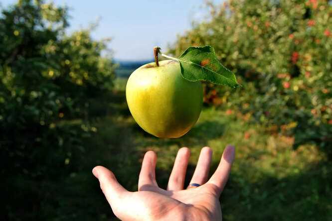 Как спасти урожай яблок – основные причины опадания плодов