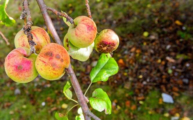 Как сохранить урожай яблок: основные причины опадения плодов