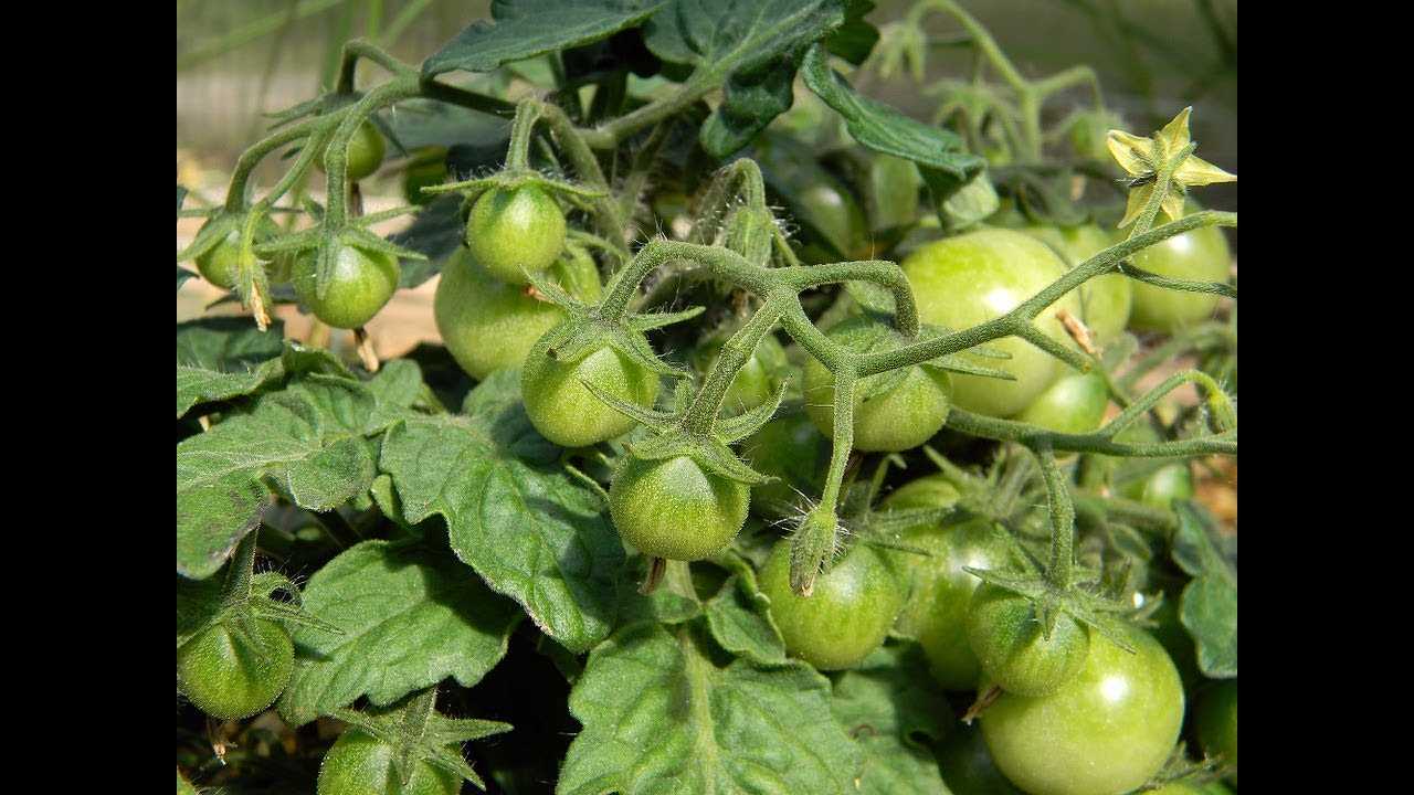 Выводы и рекомендации по применению бора для увеличения плодоношения у томатов