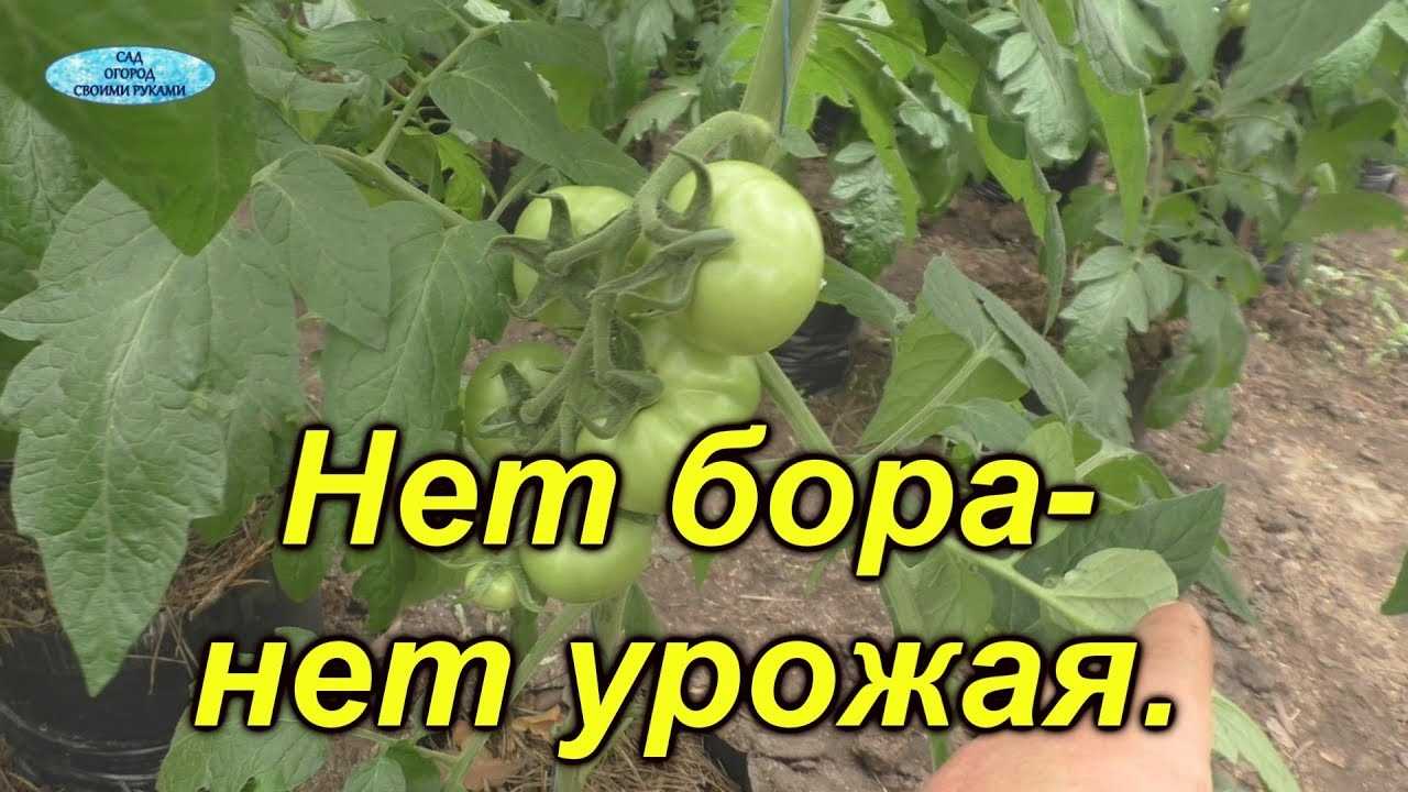 Влияние бора на устойчивость томатов к болезням и вредителям