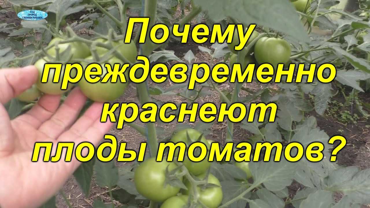 Симптомы недостатка бора у томатов