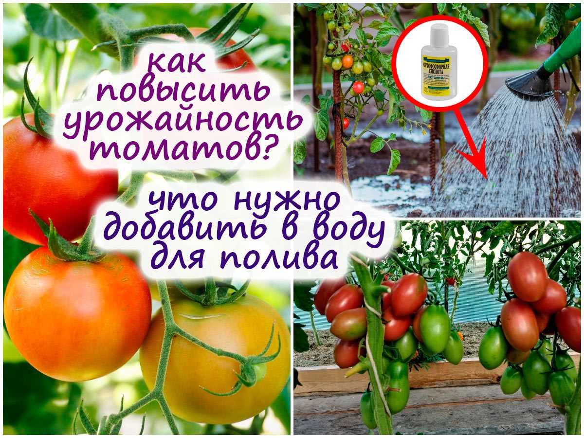 Как стимулировать завязывание плодов томатов – обрабатываем бором