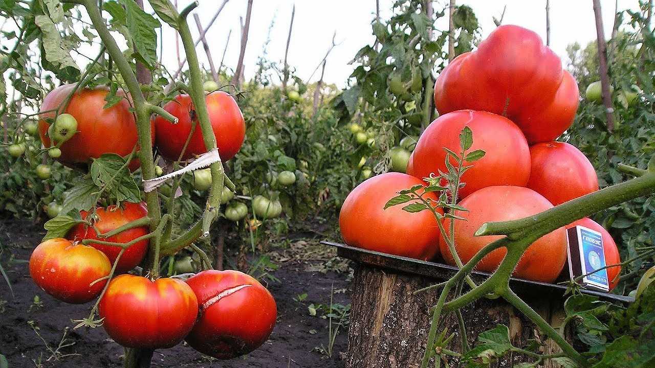 Простота использования