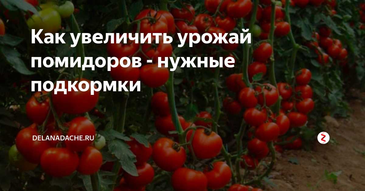 Как существенно повысить урожай томатов – простая добавка в воду для полива помидоров!