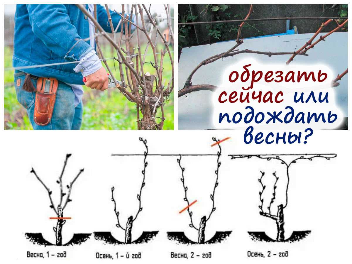 Какими способами можно защитить виноград от морозов без укрытия?