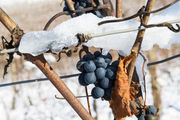 Обрезаем виноград перед зимой