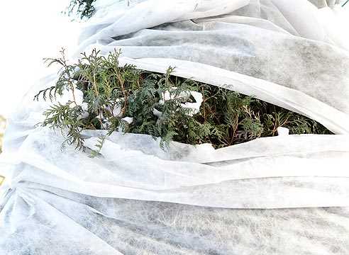 Зимние проблемы хвойных растений и их защита