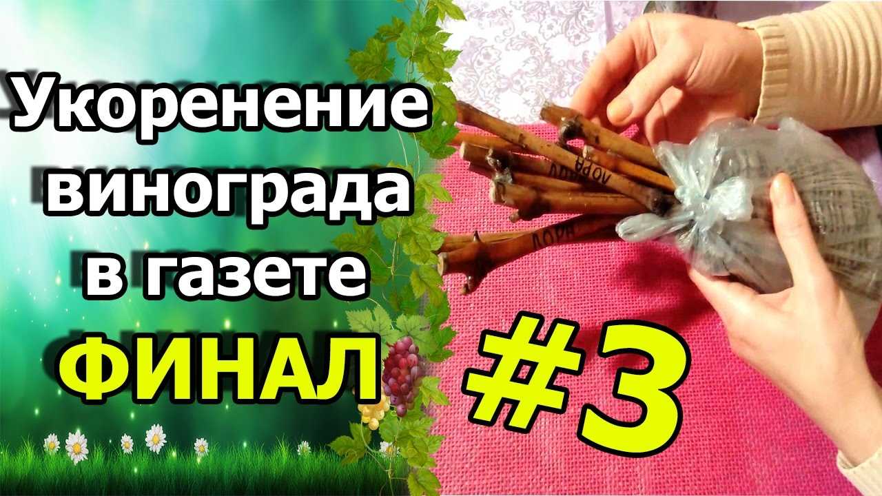 2. Ускорение процесса укоренения