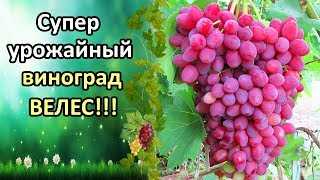 Как укореняется виноград методом Буррито – есть первые результаты