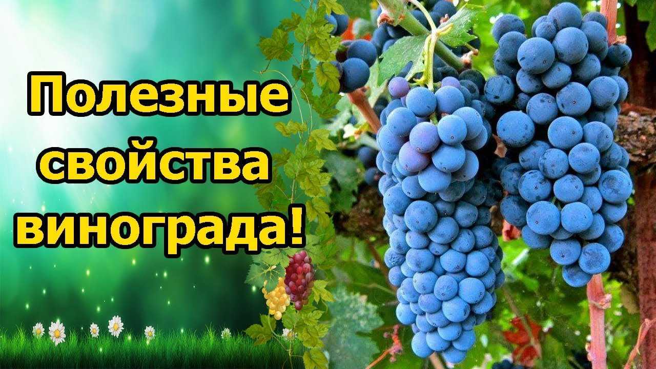 Условия и особенности выращивания укорененных растений винограда