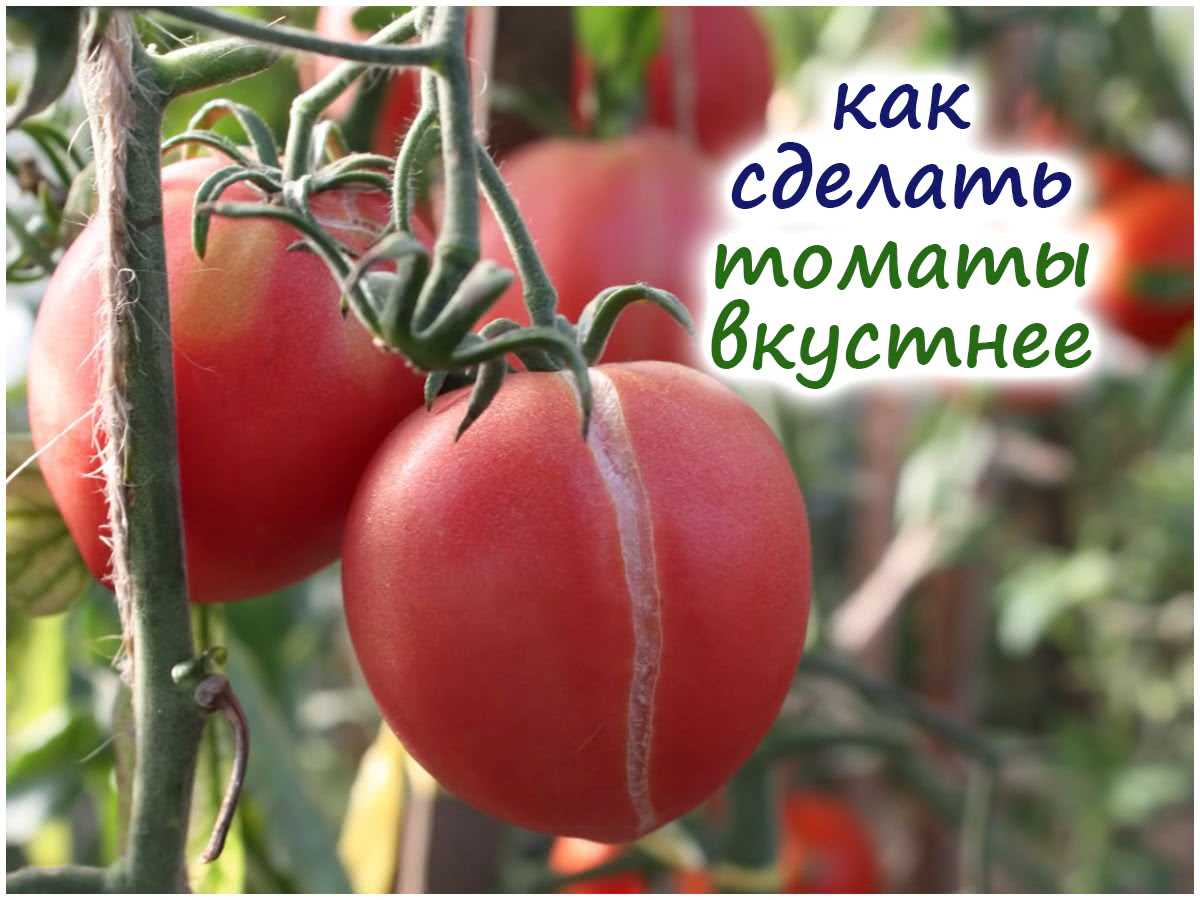 Секреты правильного посева томатов