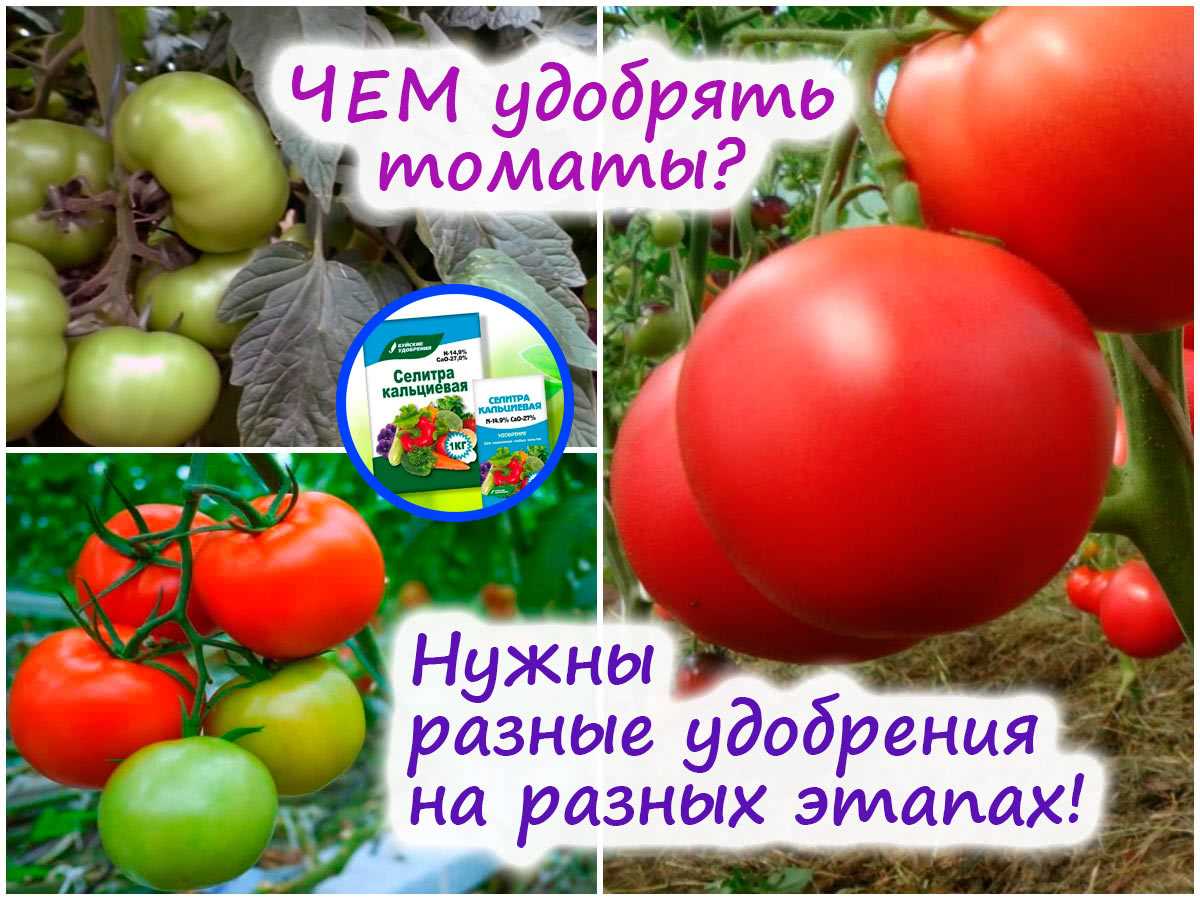 Как улучшить вкус томатов – хитрости опытного огородника!