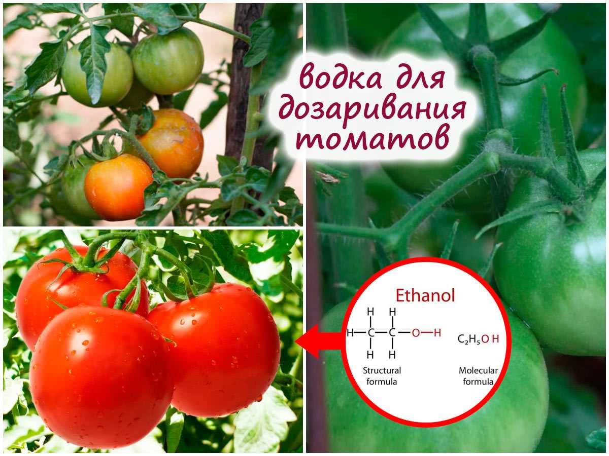 Дозаривание на кустах