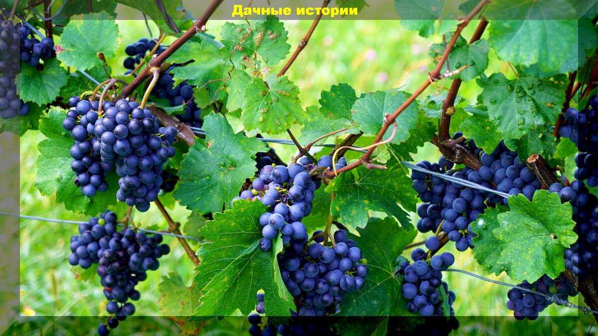 Правильный сбор и хранение винограда