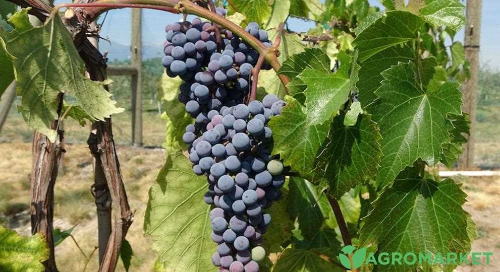 Подбор оптимального сорта винограда