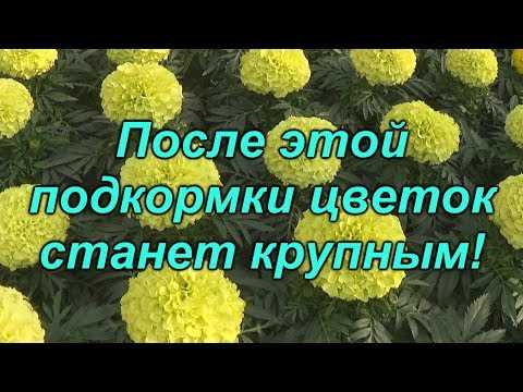 2. Регулярное поливание