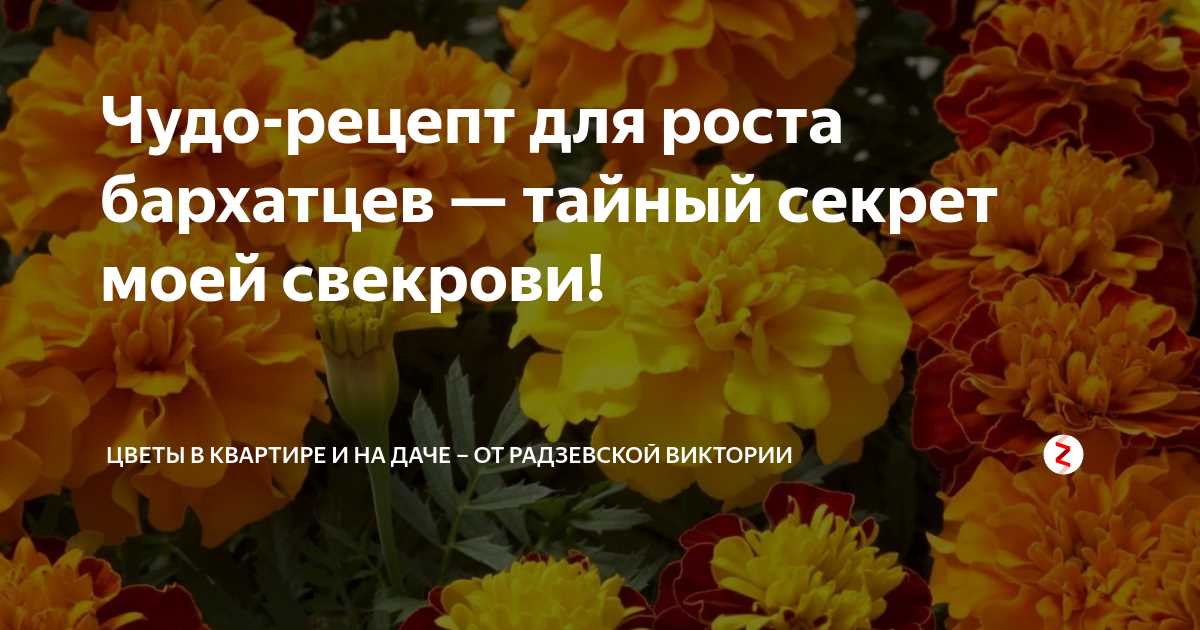 Внесение удобрений на разных стадиях развития бархатцев