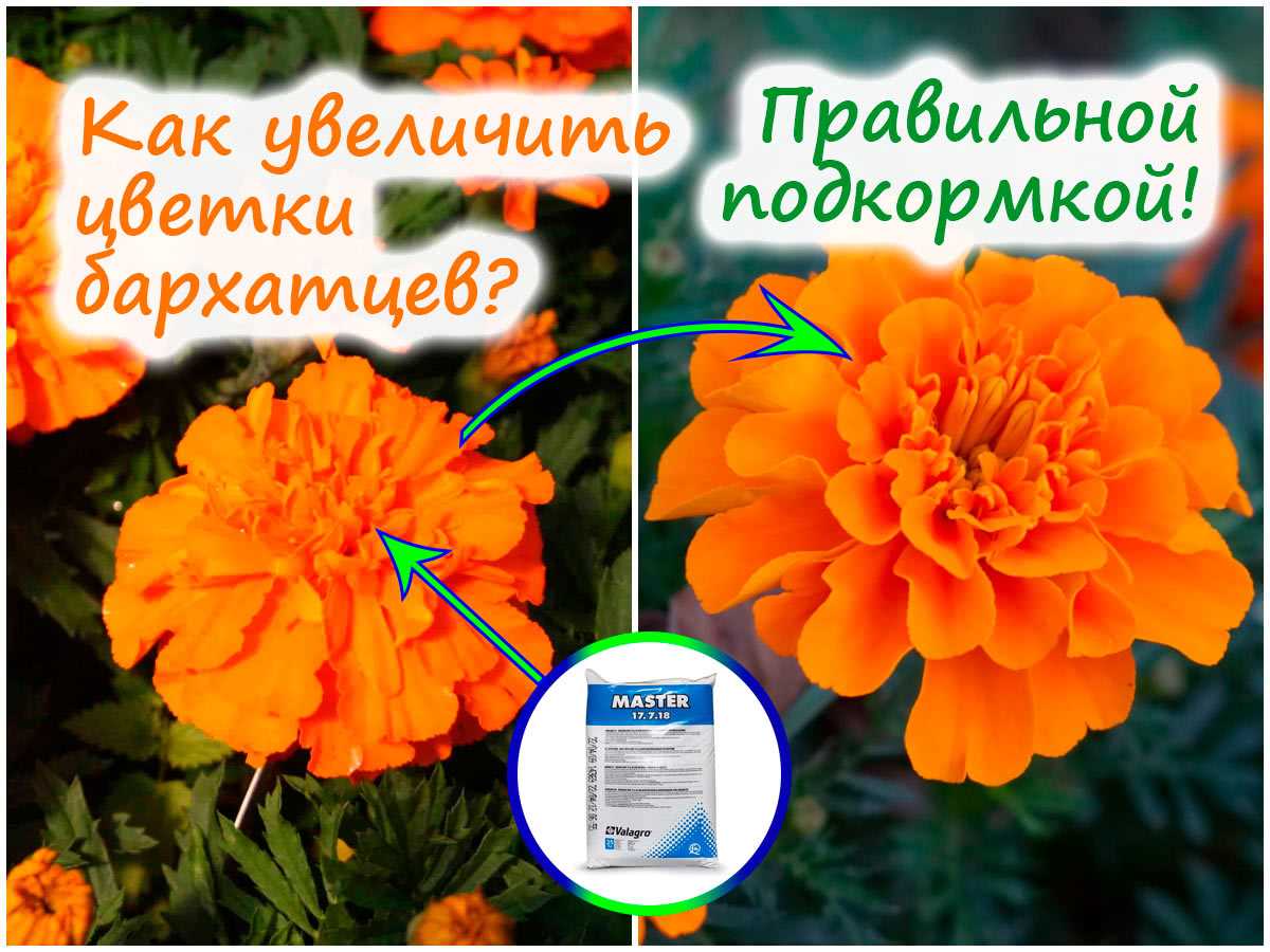 Как увеличить цветки на бархатцах: рассказываем, какое удобрение в этом поможет!