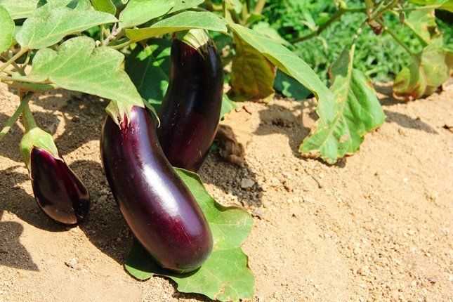 Важность правильной подкормки для увеличения урожайности баклажанов и перцев
