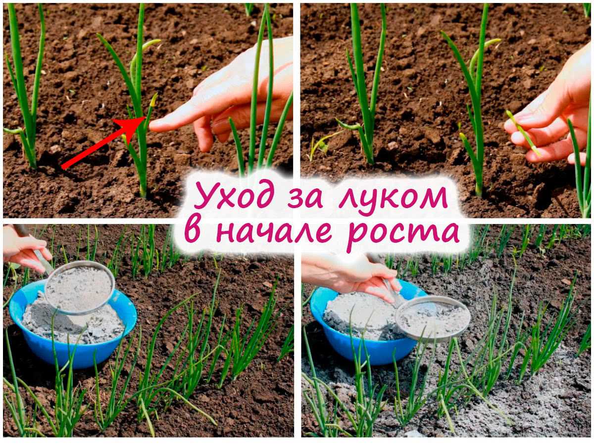 1. Выбор и подготовка почвы