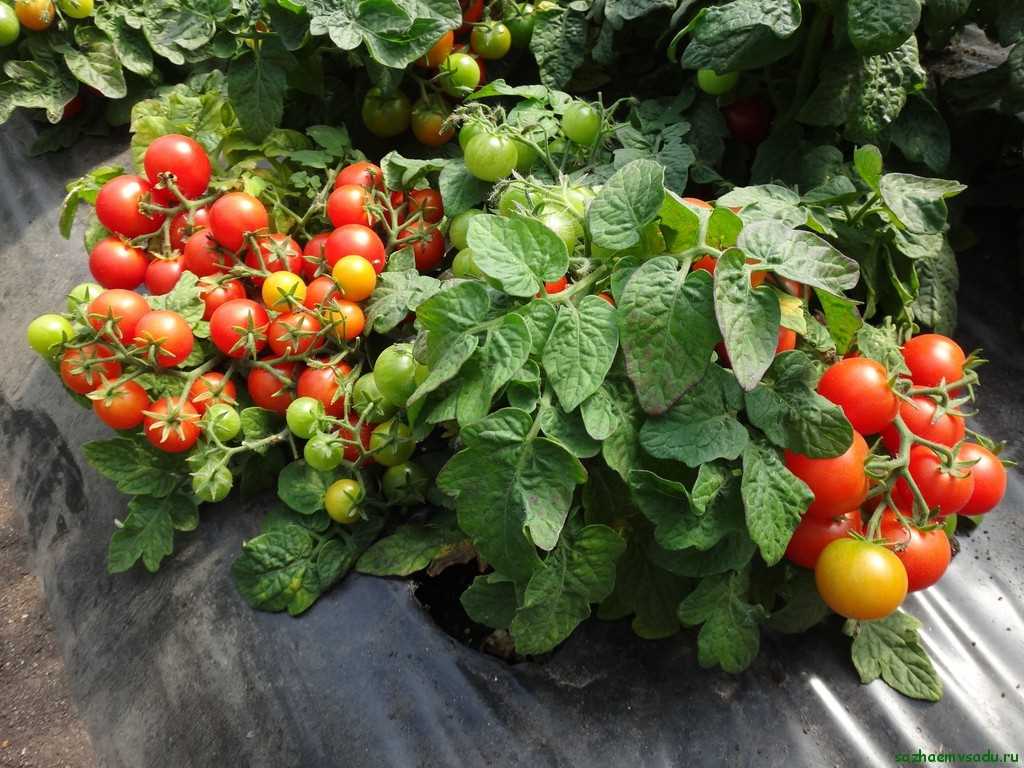 Семена сортов томатов для консервирования