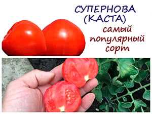 Учитывайте сорт и тип томата