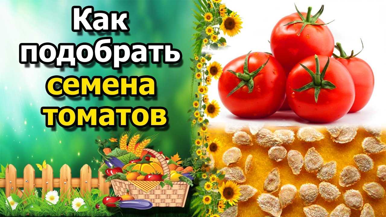 Как выбрать качественные семена томатов